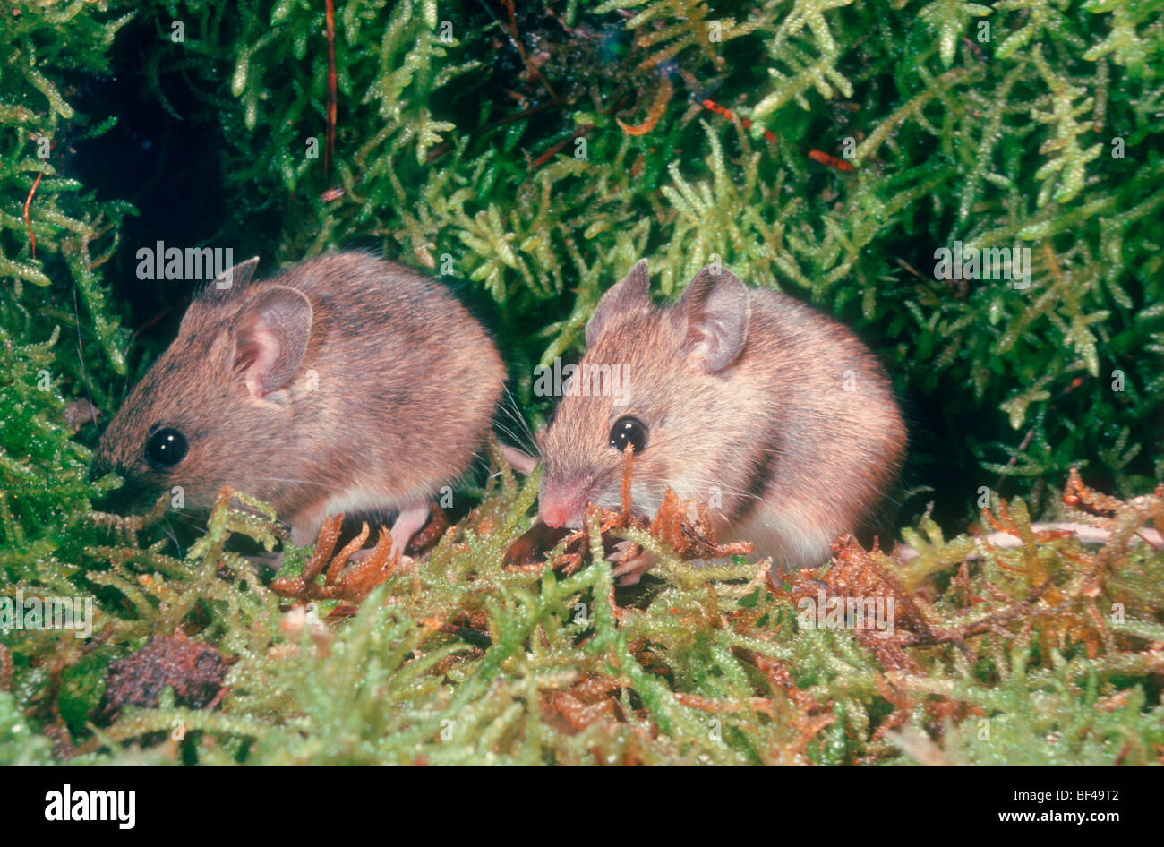 Les souris en bois, Apodemus sylvaticus. Deux sur le sol de la forêt couverte de mousse Banque D'Images