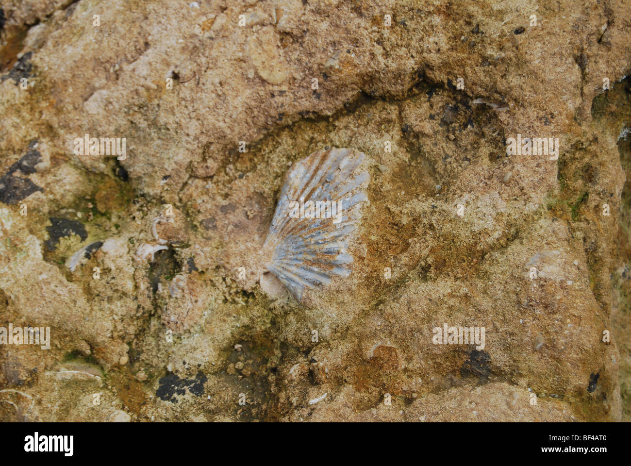 Détail Shell dans les pierres de Necropoli Paleochristina, vallée des temples, Sicile, Italie Banque D'Images