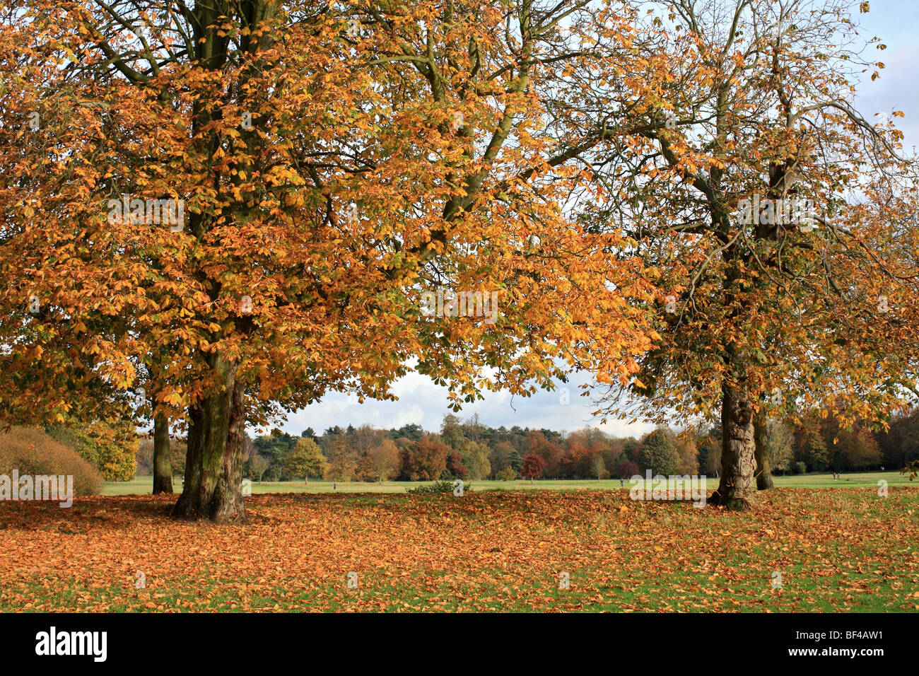 Couleurs d'automne au parc Nonsuch, Cheam, Surrey, Angleterre, Royaume-Uni. Banque D'Images