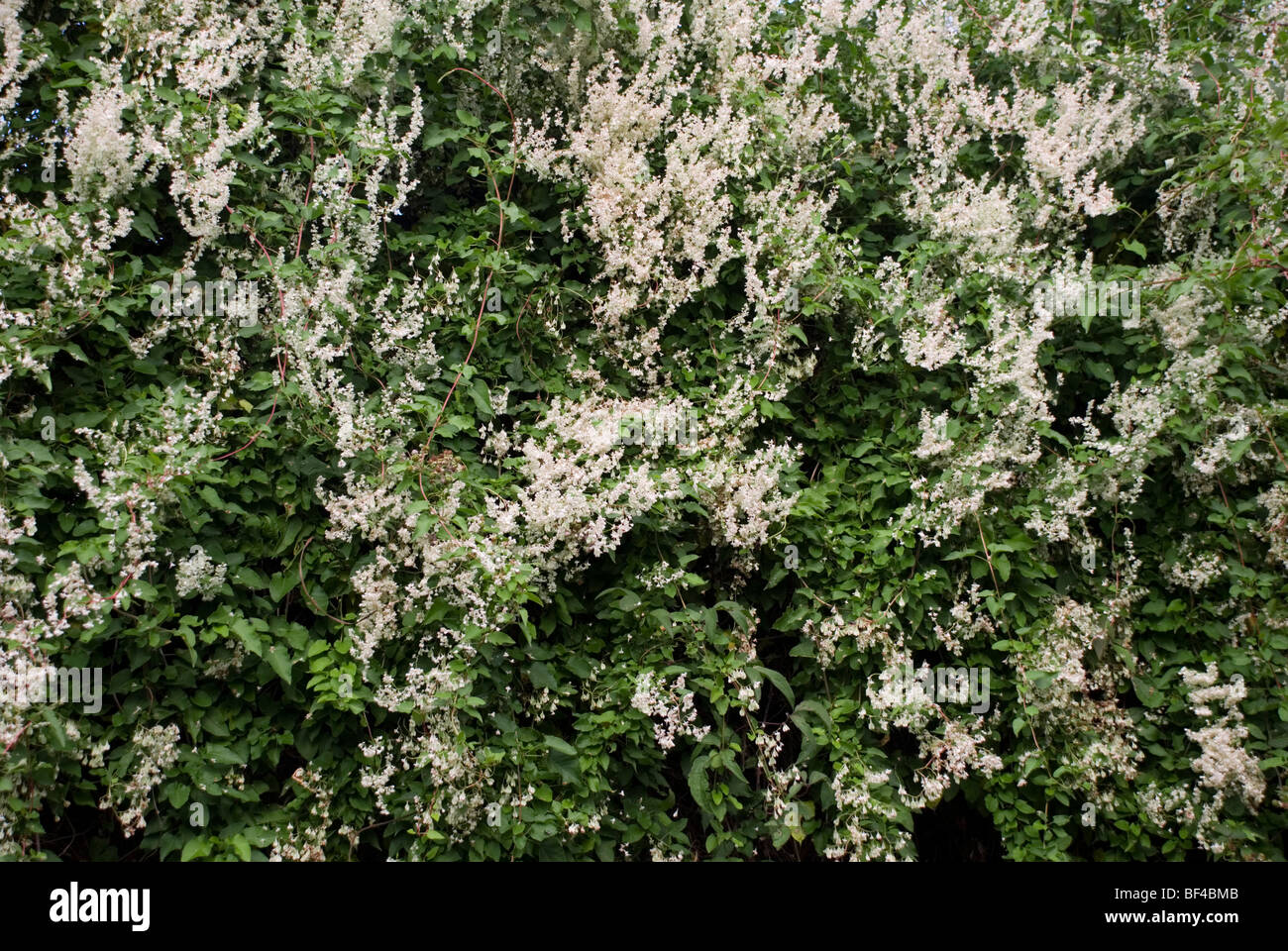 M-a-minute ou la Russie plante vigne, Fallopia baldschuanica Banque D'Images