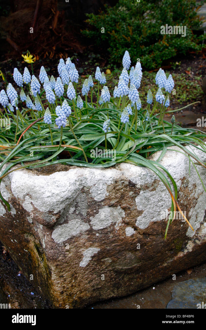 Muscari armeniacum 'Valerie Finnis' Banque D'Images