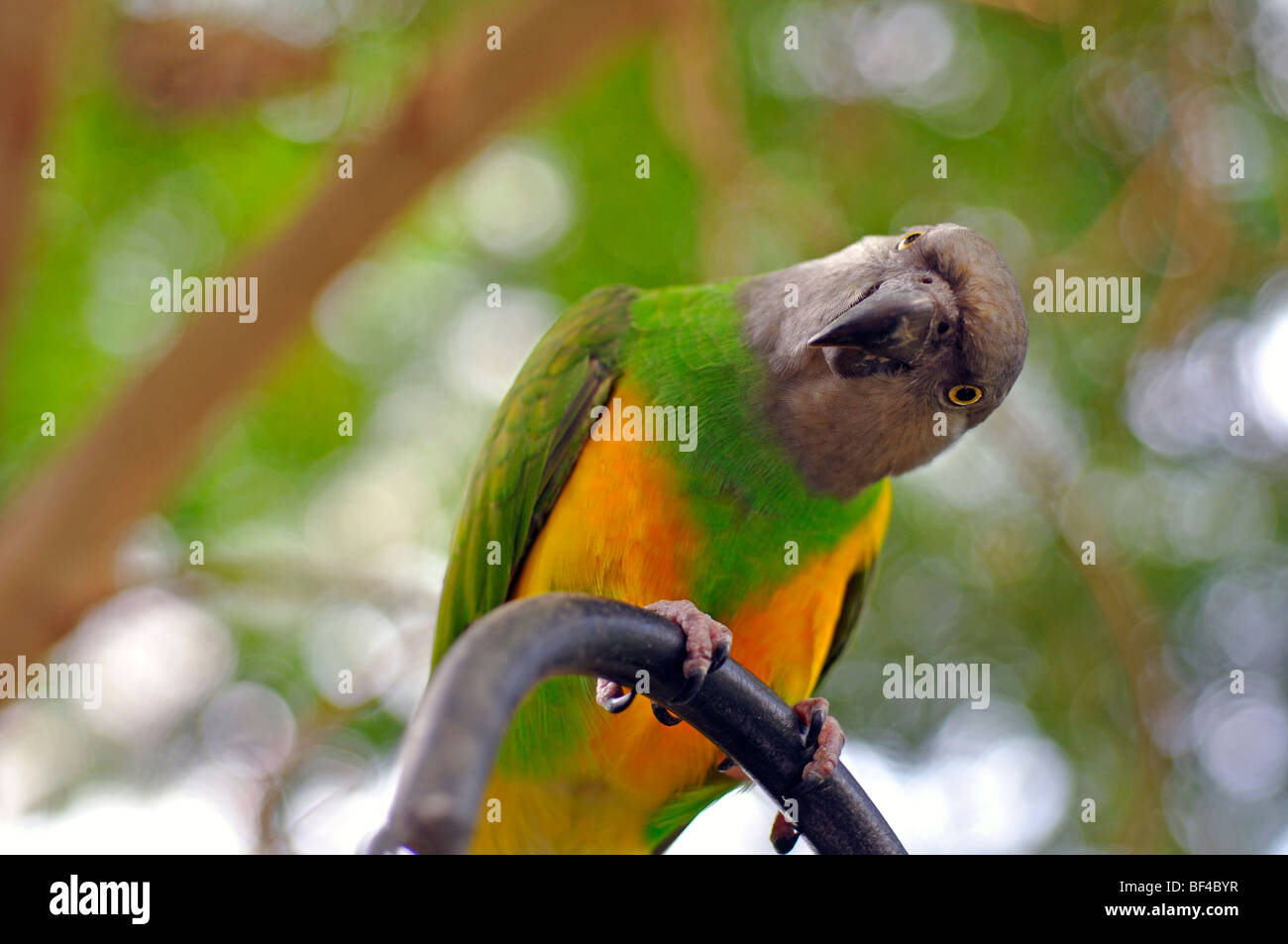Sénégal (Poicephalus senegalus) Parrot Banque D'Images