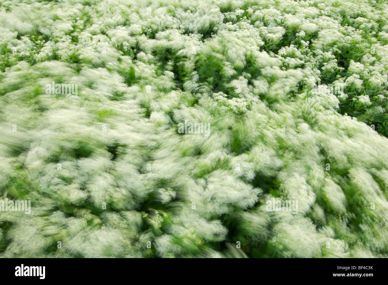 Cardaria draba Cress, cendrée, soufflées par un vent fort, Kent, Angleterre. Banque D'Images