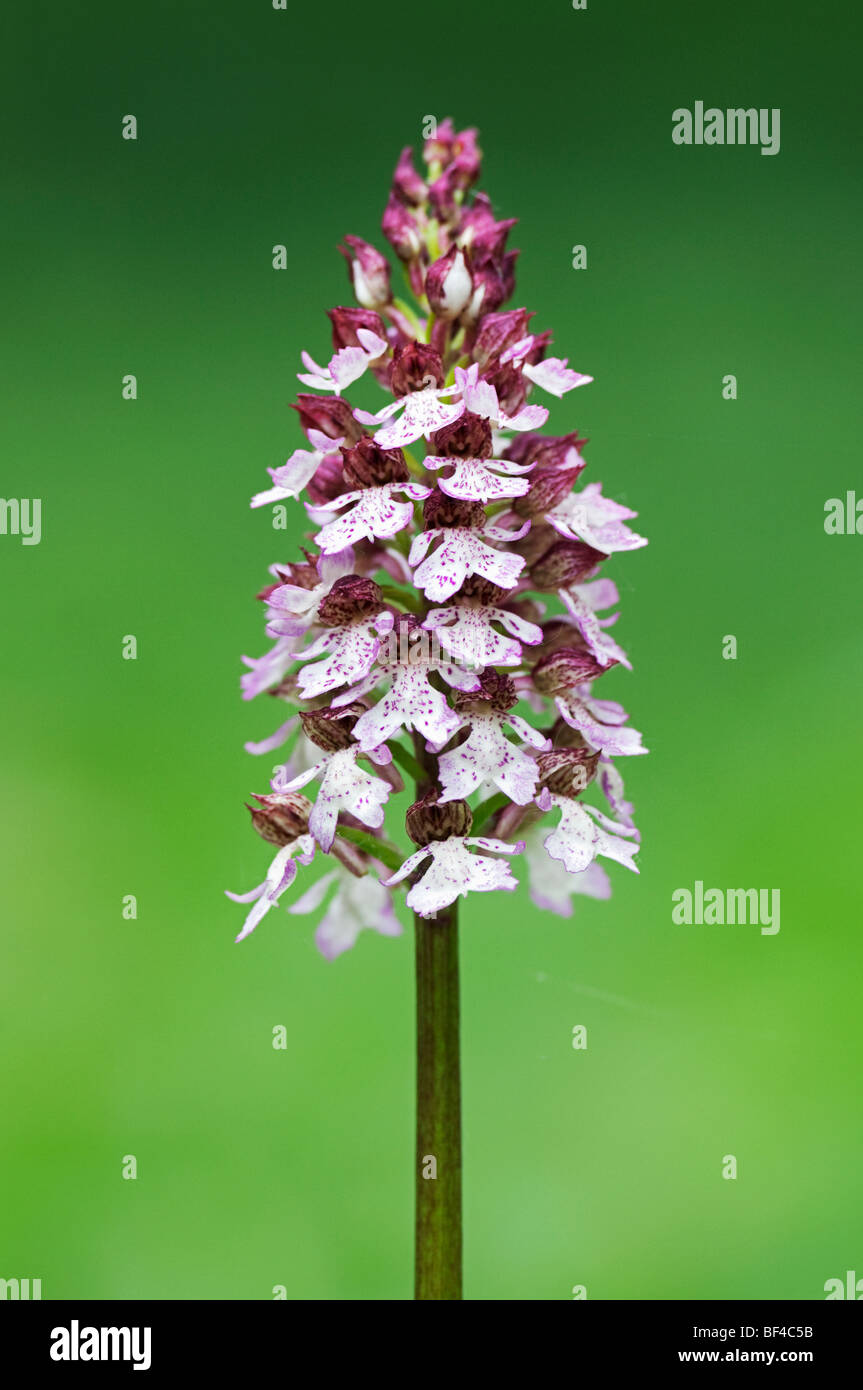 Lady Orchid (Orchis purpurea) floraison, Kent, Angleterre. Banque D'Images