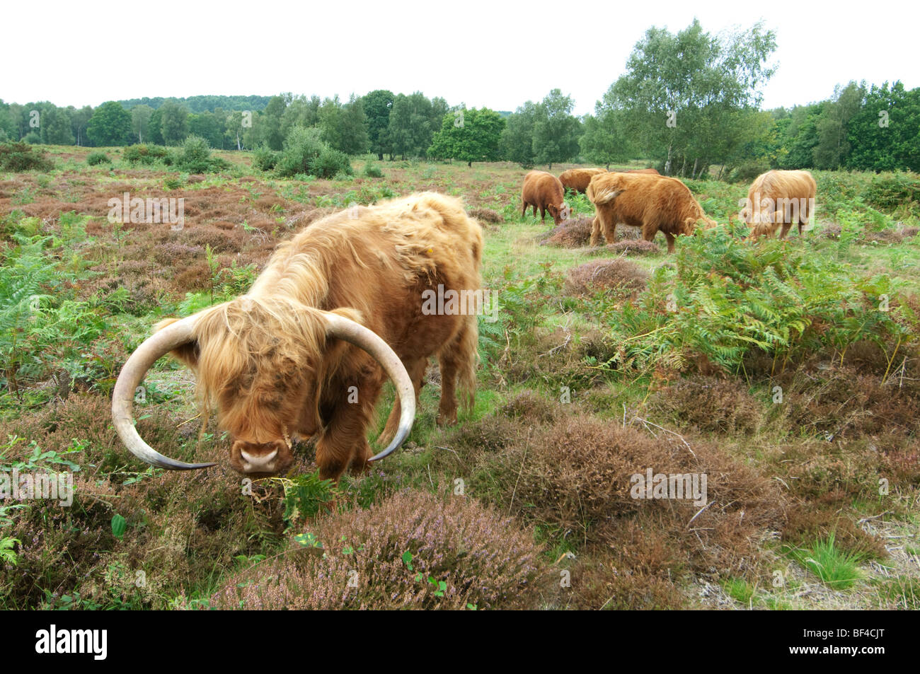 Highland Cattle Grazing in landes, Hothfield Nature commune Réserver, Kent, Angleterre Banque D'Images