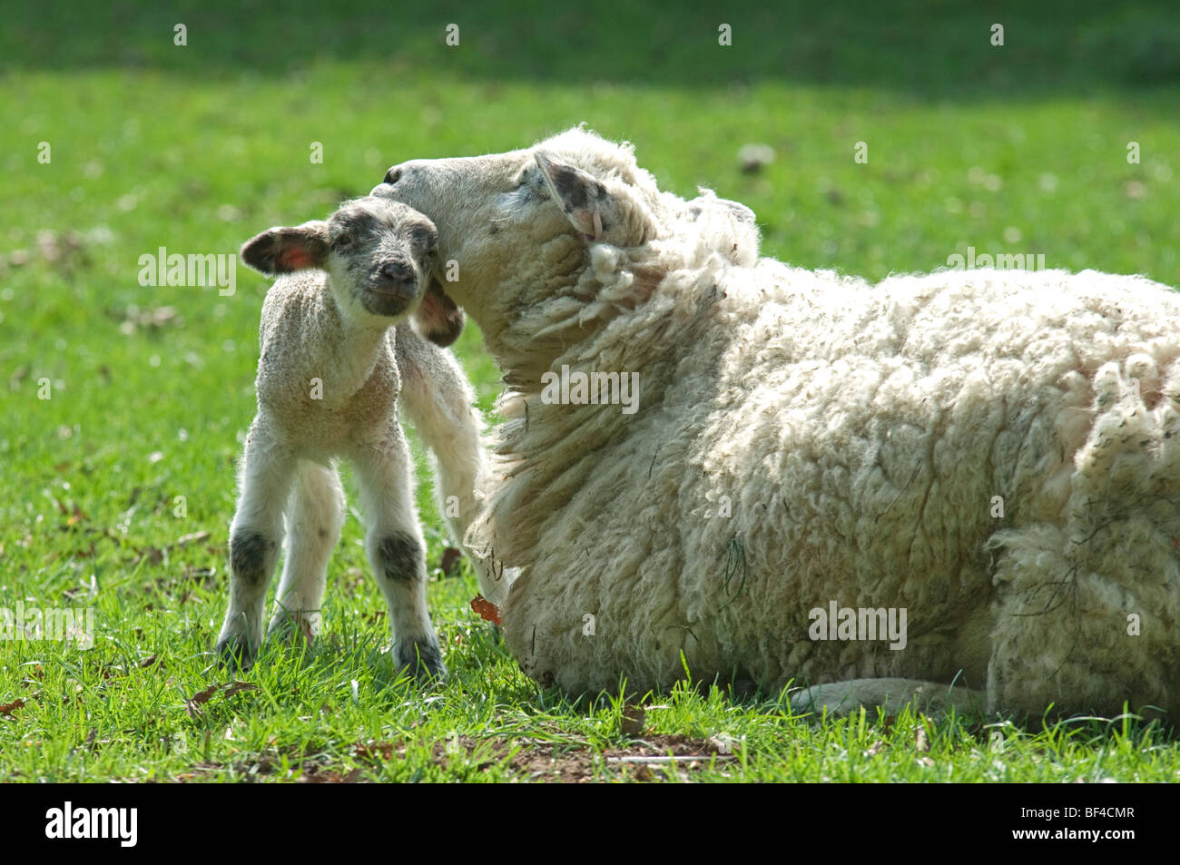 Romney Marsh brebis avec agneau, North Downs, Kent, au printemps. Banque D'Images
