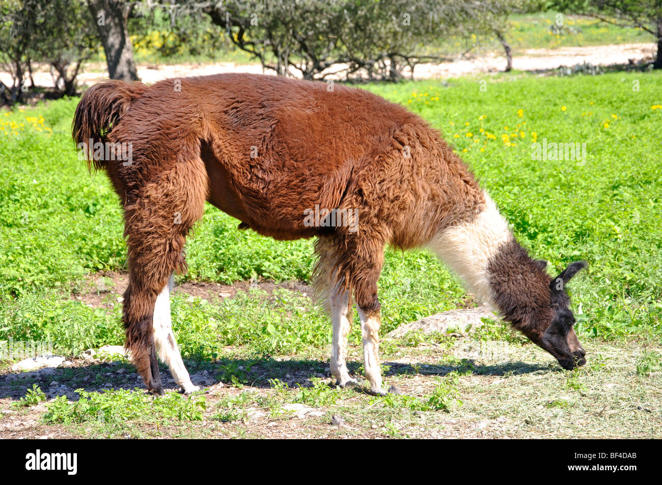 Le lama (Lama glama) Banque D'Images