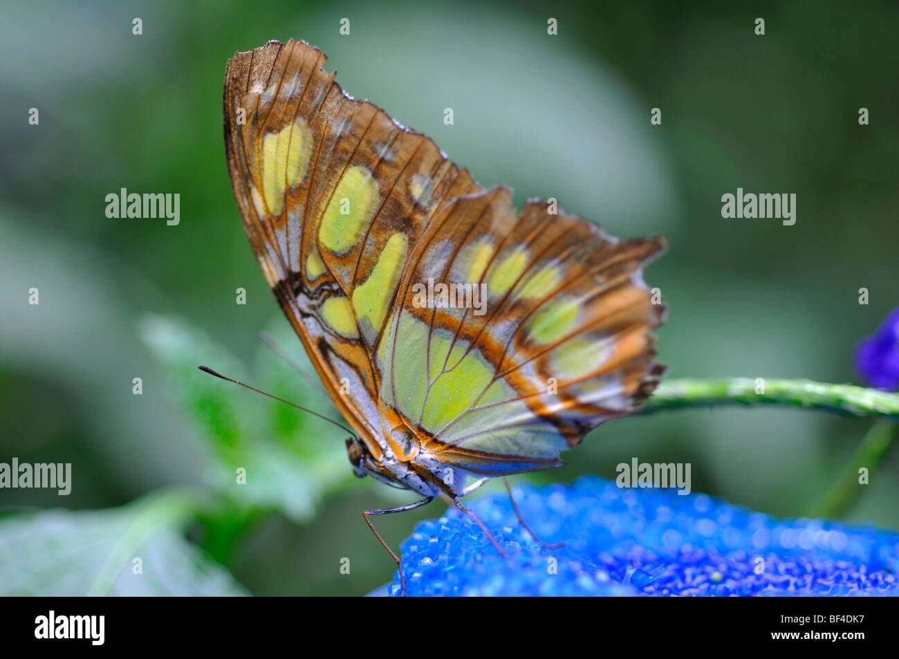 Siproeta stelenes Malachite Butterfly (papillon) sur le convoyeur de nectar Banque D'Images Siproeta stelenes Malachite Butterfly (papillon) sur le convoyeur de nectar Banque D'Images
