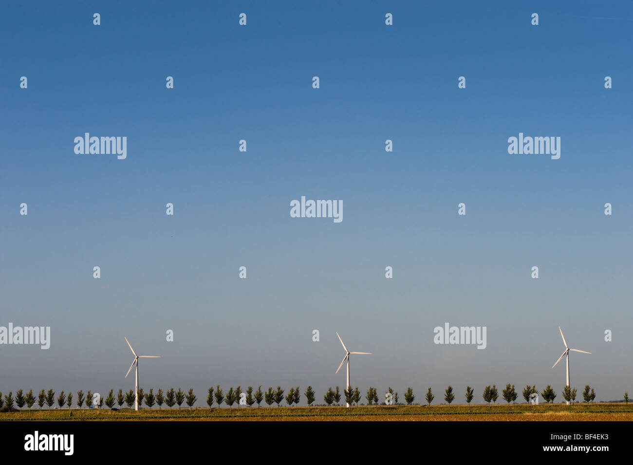 Éoliennes derrière une avenue bordée d'arbres, la Zélande, la Hollande, Pays-Bas, Europe Banque D'Images