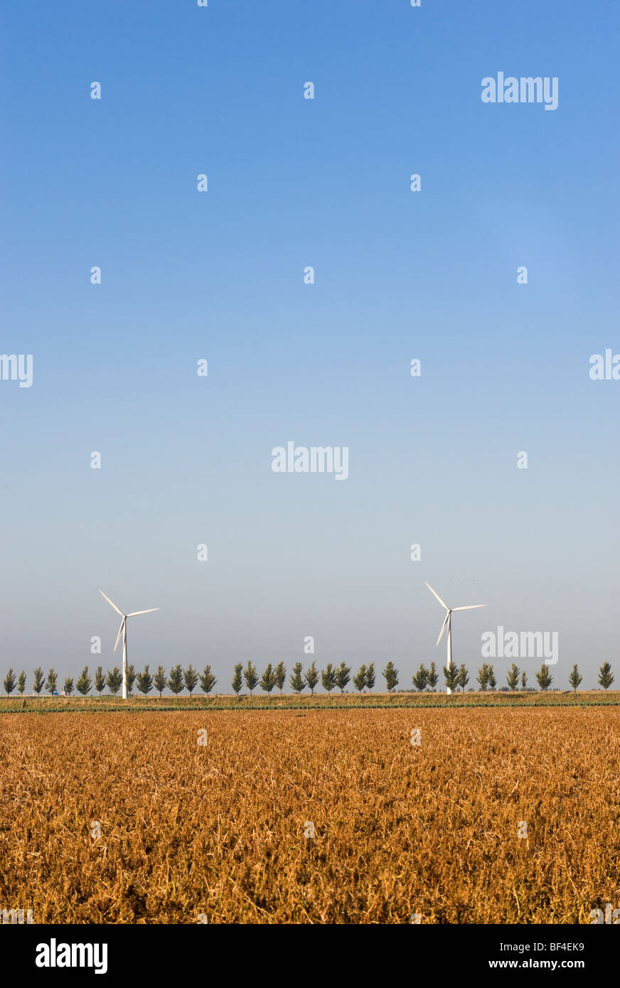 Éoliennes derrière une avenue bordée d'arbres, la Zélande, la Hollande, Pays-Bas, Europe Banque D'Images