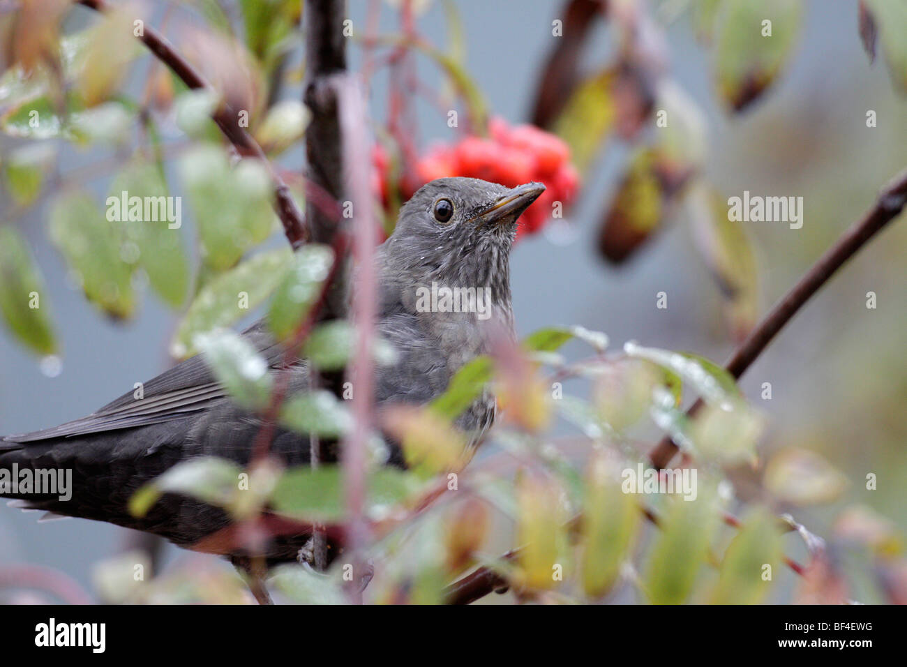 Blackbird (Turdus merula) manger les baies Rowan Rowan, Européenne (Sorbus aucuparia) Banque D'Images