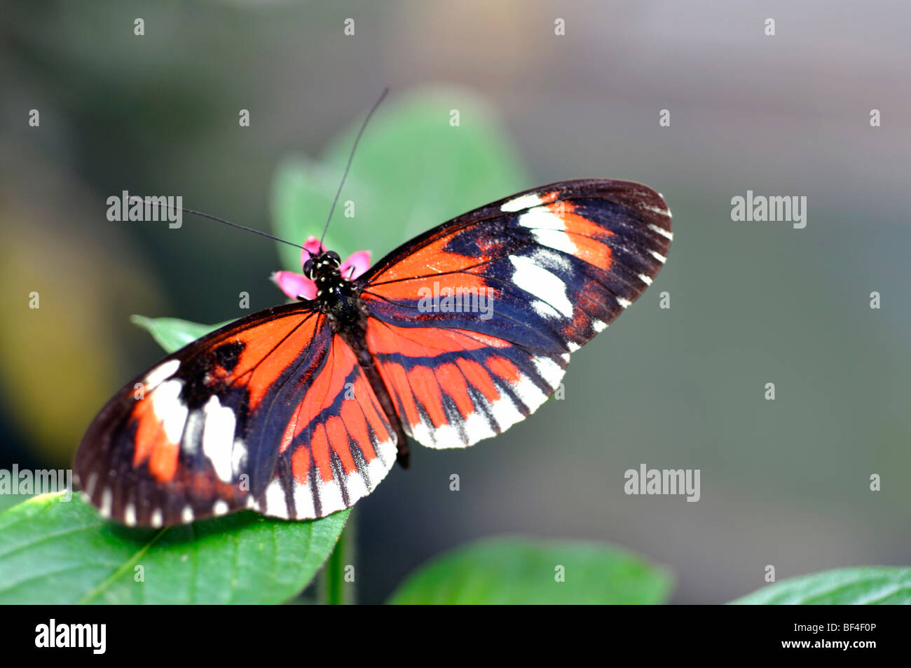 Postman Butterfly (Heliconius melpomene) Banque D'Images