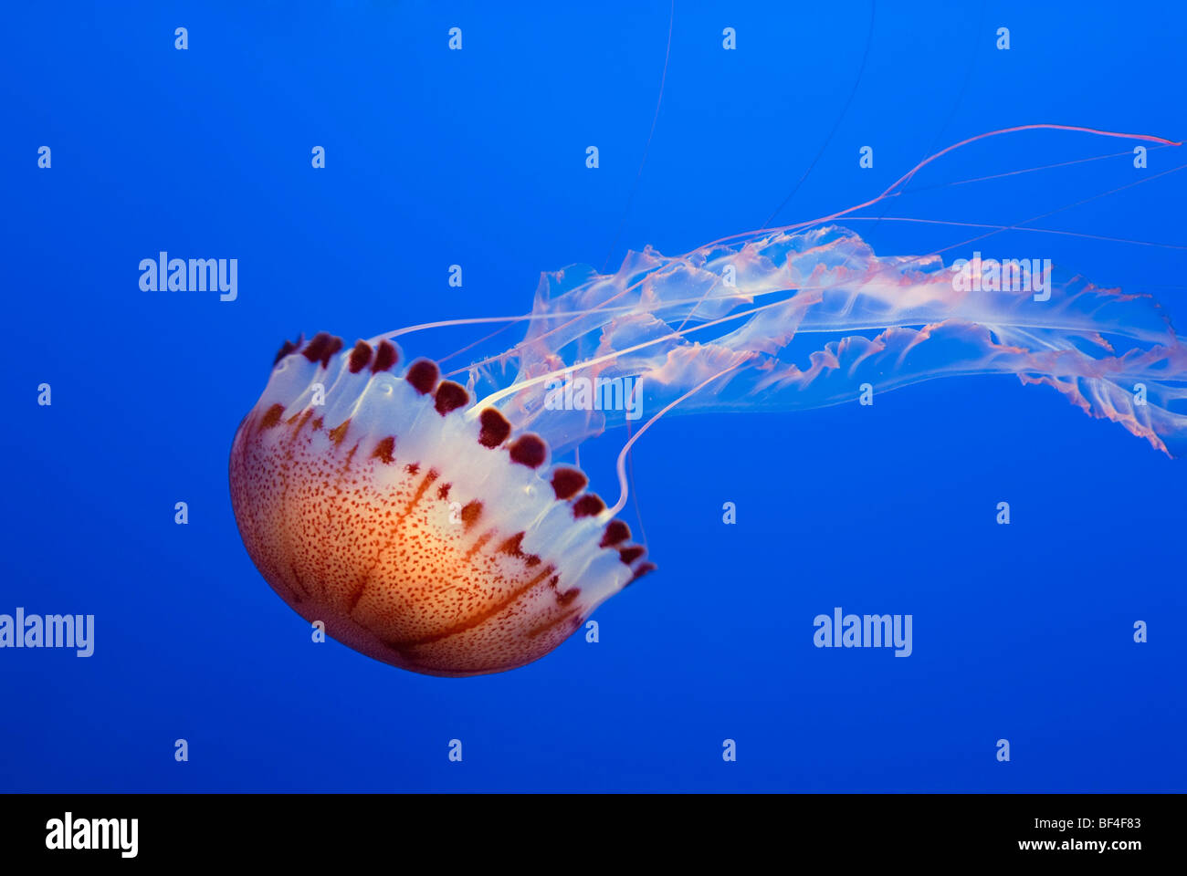 Grandes méduses, mer de l'Atlantique (Chrysaora quinquecirrha Ortie) Banque D'Images