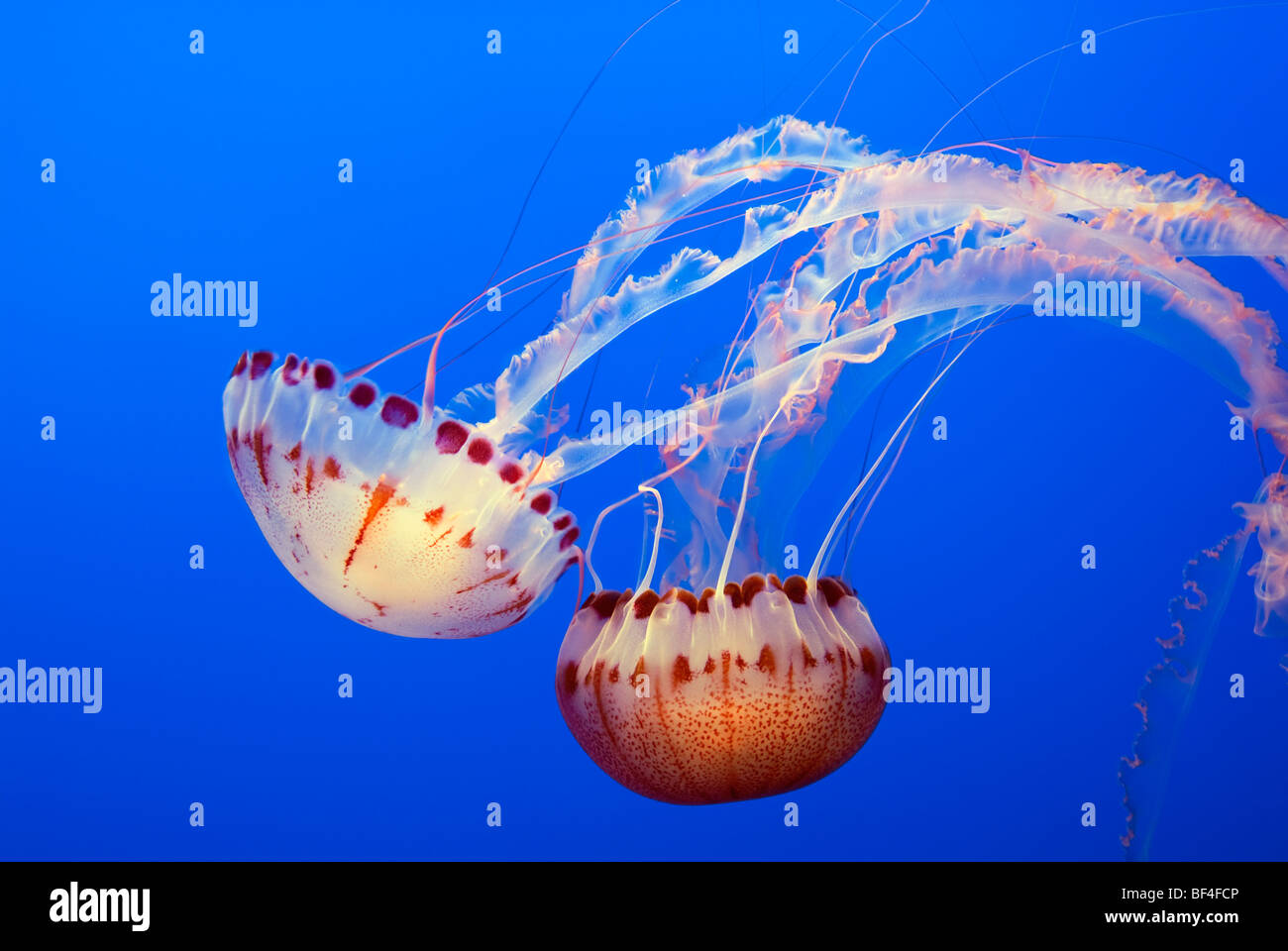 Grandes méduses, mer de l'Atlantique (Chrysaora quinquecirrha Ortie) Banque D'Images