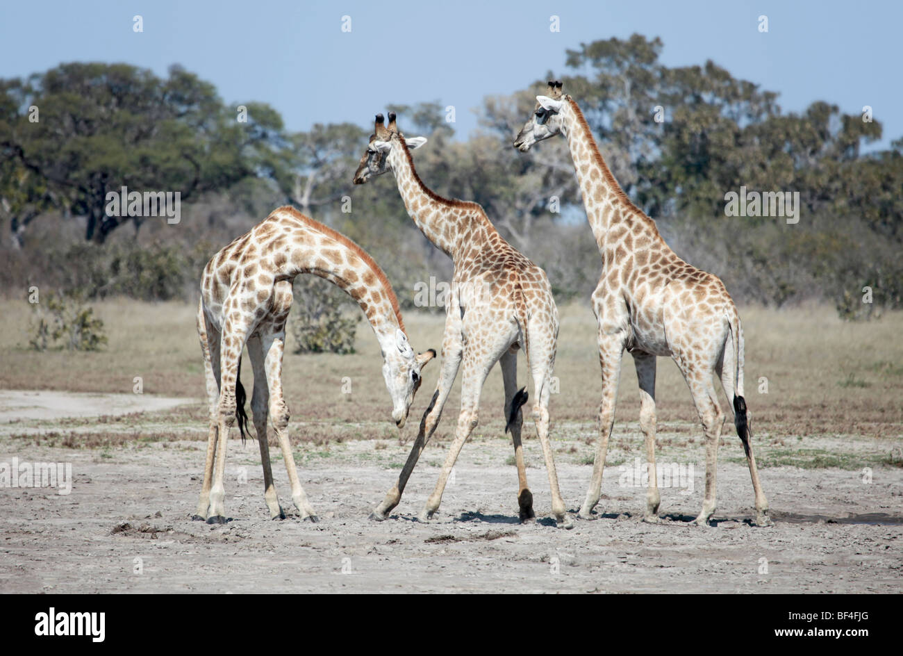 Les jeunes Girafes dans le Parc National de Chobe, le nord du Botswana. Banque D'Images