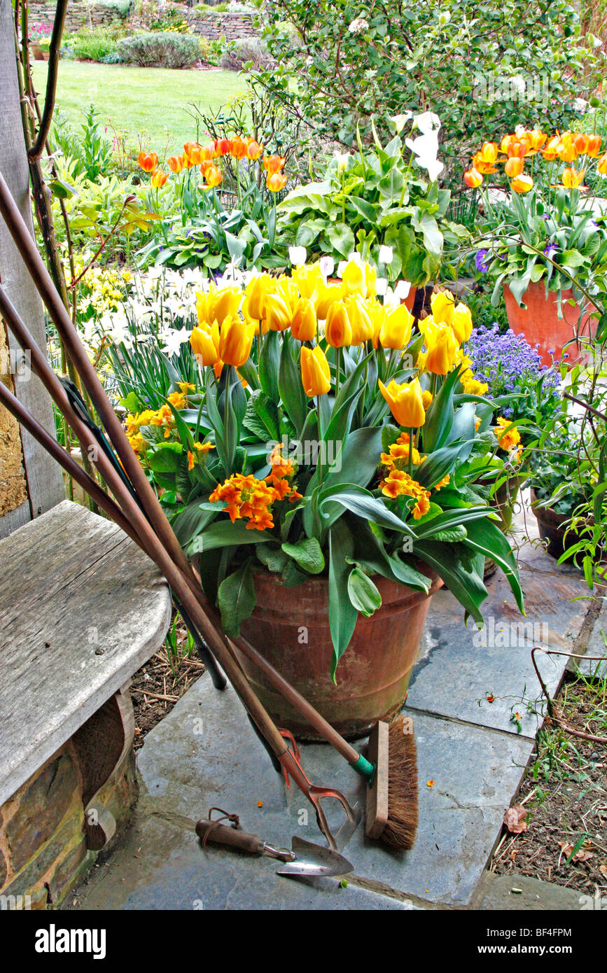 Tulipa 'Yokohama' et outils de jardin Rosemoor (RHS) Banque D'Images