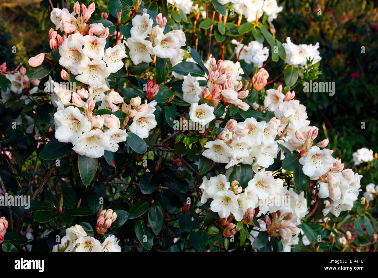 Les hybrides de Rhododendron Odee Wright Brocade x Banque D'Images