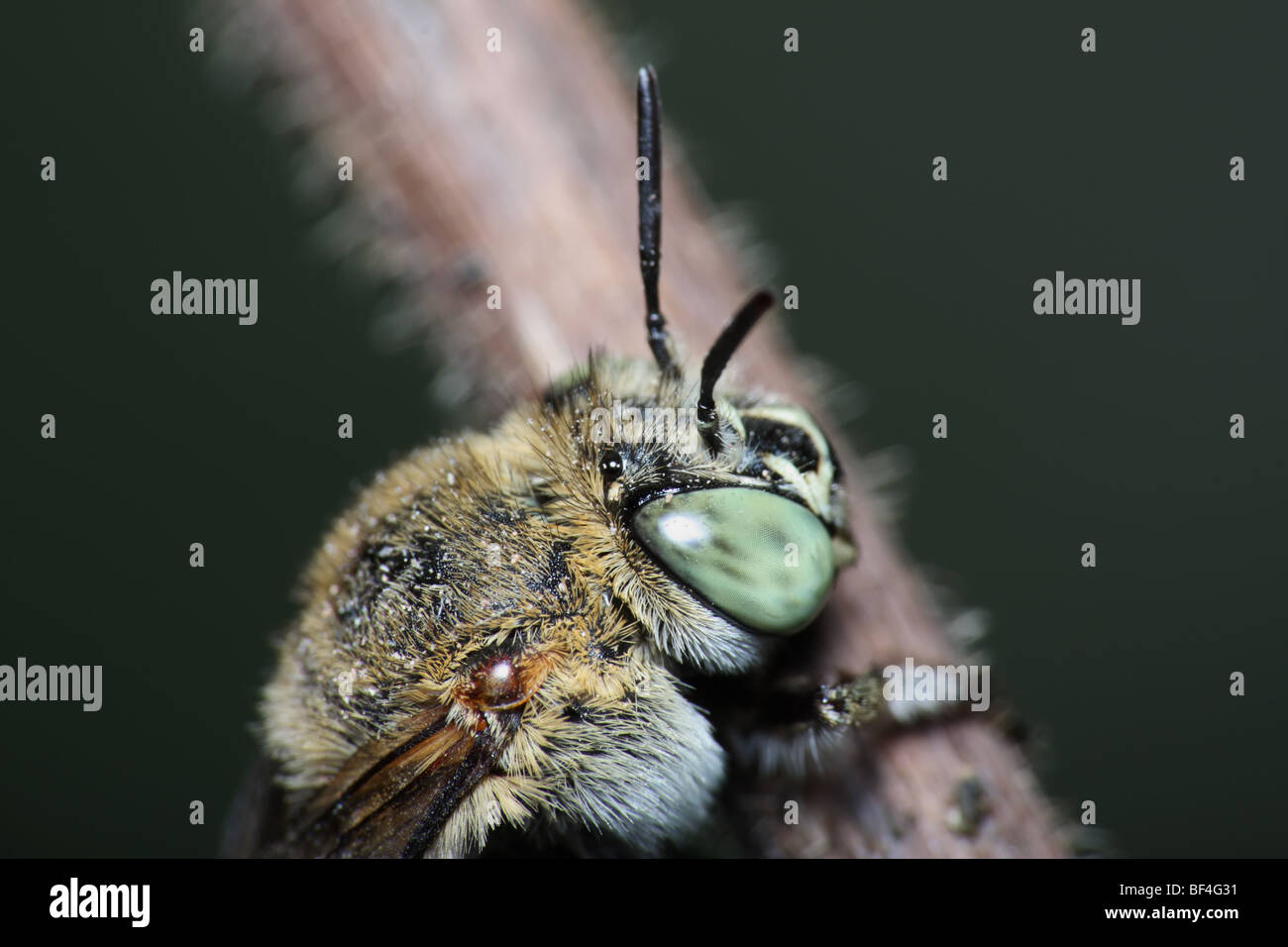 Les yeux des insectes closeup Banque D'Images