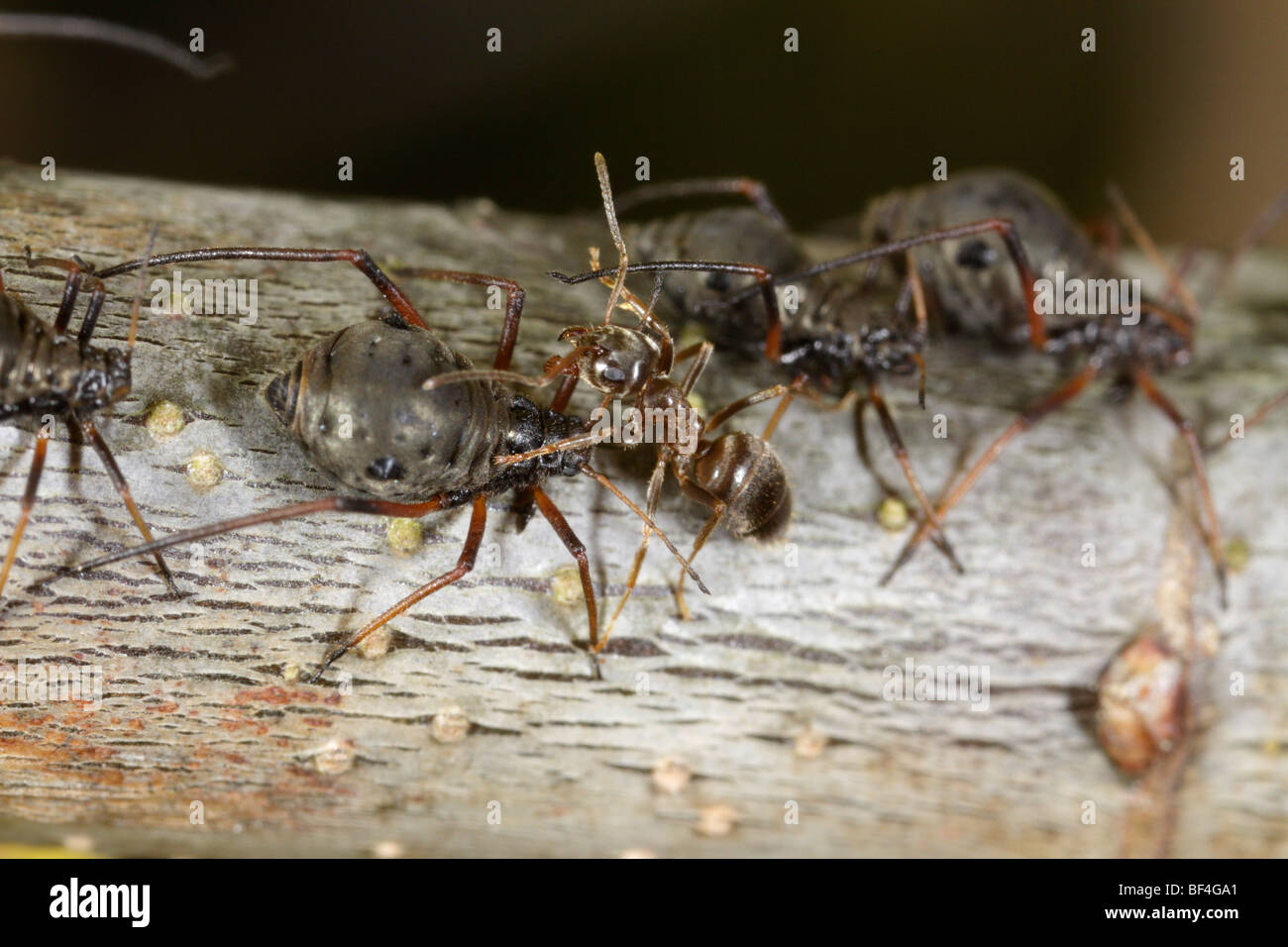 Lachnus roboris, qui se nourrit d'un puceron Oaks, est tenu par un jardin noir (Lasius niger) Ant Banque D'Images