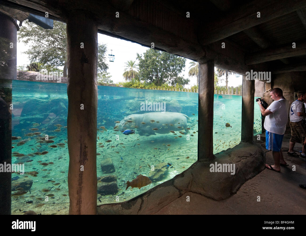 L'Hippo Pool underwater zone de visualisation, bord de l'Afrique, Busch Gardens, Tampa, Florida, USA Banque D'Images