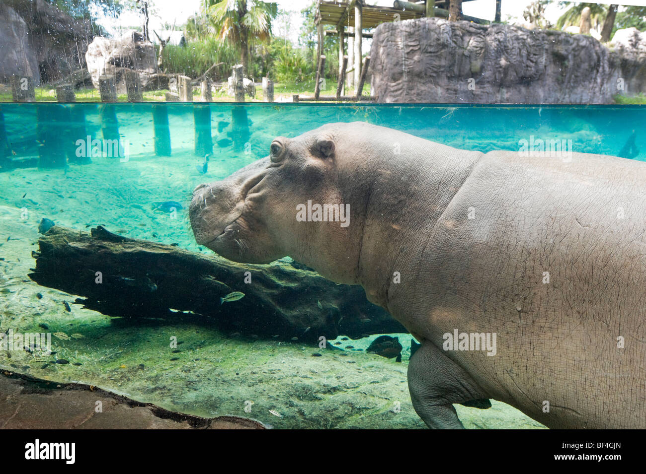 Hippopotame (Hippopotamus amphibius), sous l'Viwing Salon, pointe de l'Afrique, Busch Gardens, Tampa, Florida, USA Banque D'Images