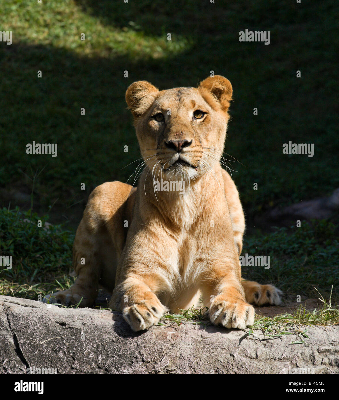 Jeune lionne (Panthera leo), Bord de l'Afrique, Busch Gardens, Tampa, Florida, USA Banque D'Images