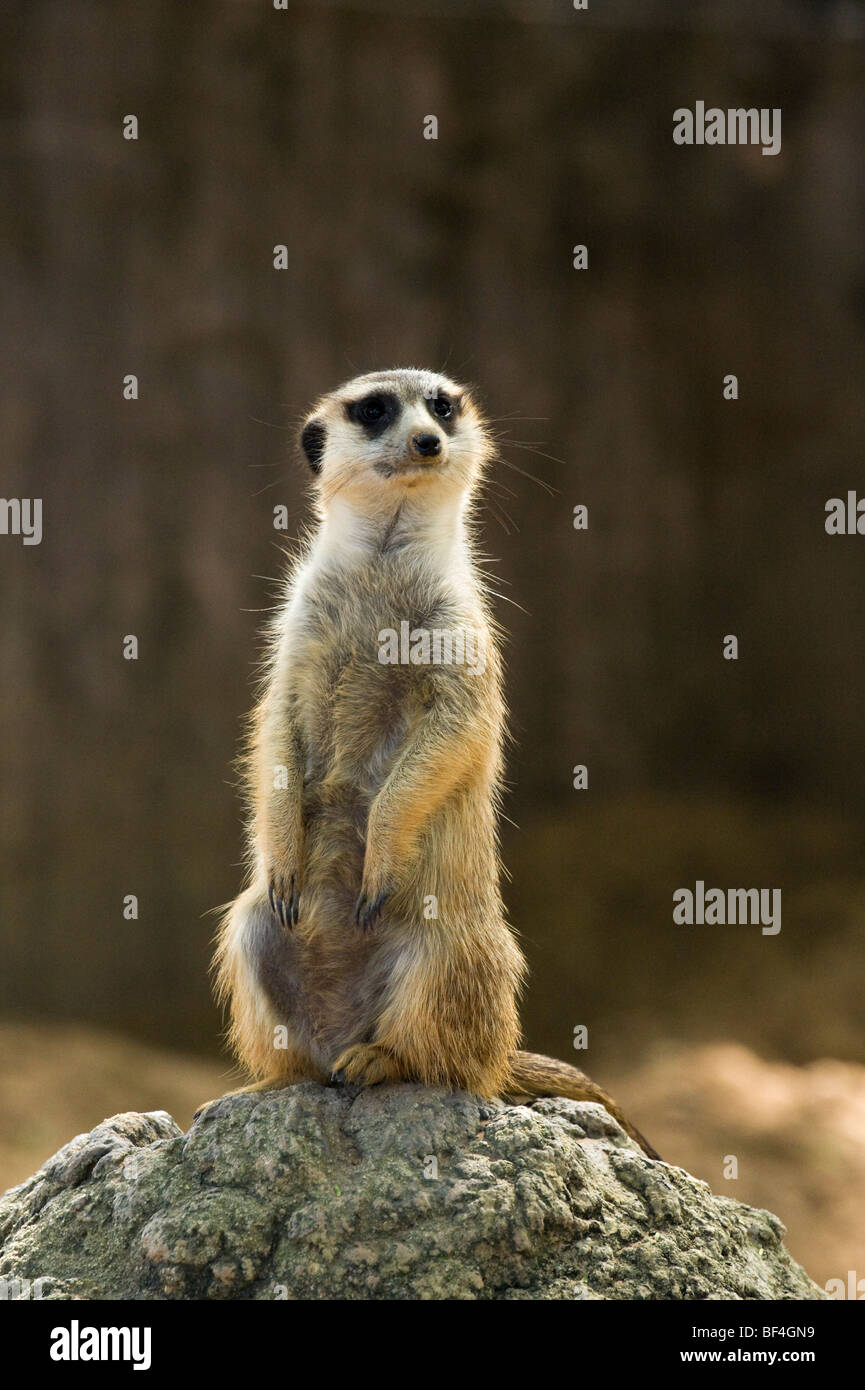 Meerkat (Suricata suricatta) , de l'Afrique, les Jardins Busch, Tampa, Florida, USA Banque D'Images