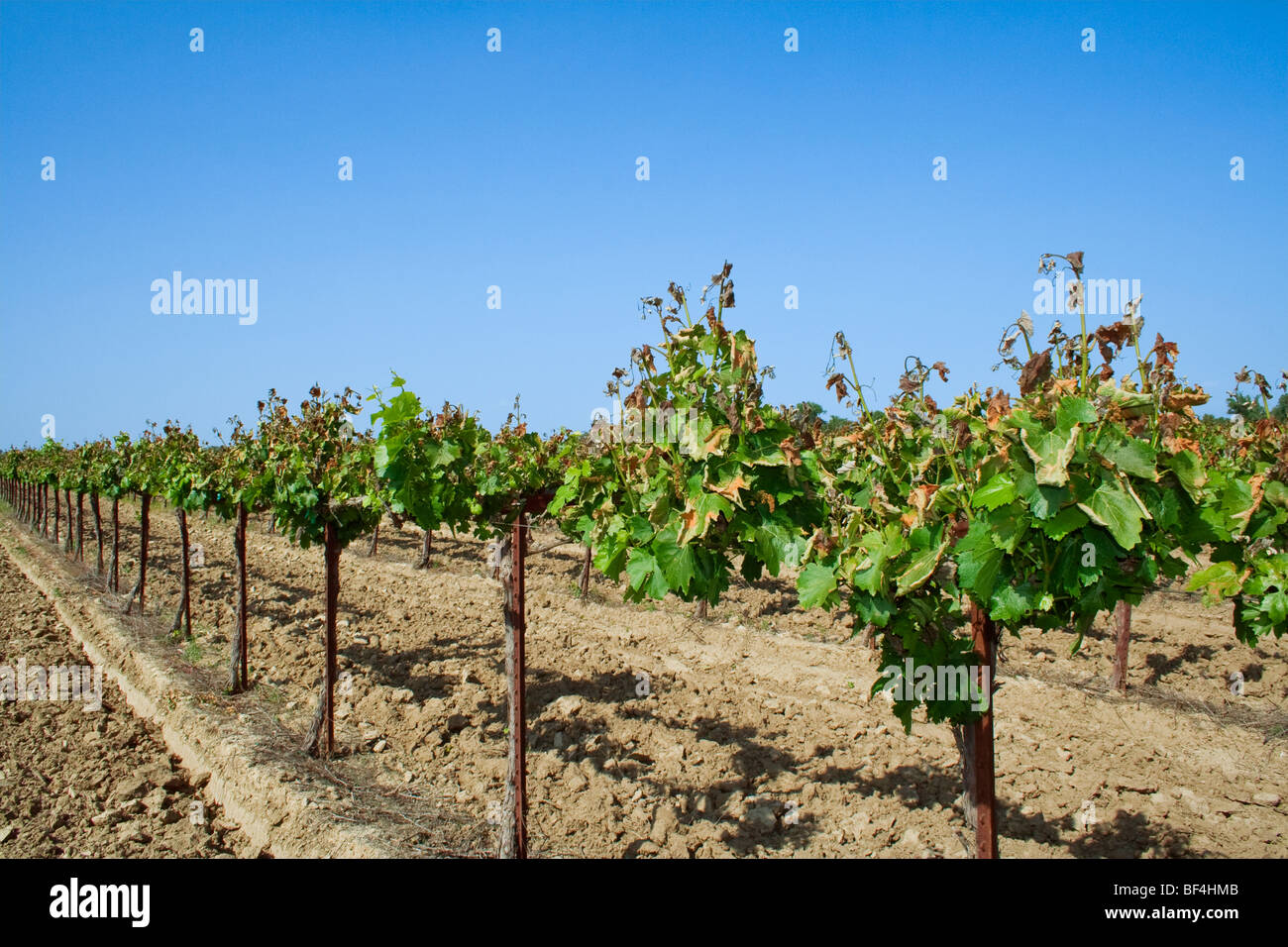 Agriculture - lourdement endommagé le feuillage de la vigne causée par un gel de printemps inhabituel / près de Orland, Californie, USA. Banque D'Images