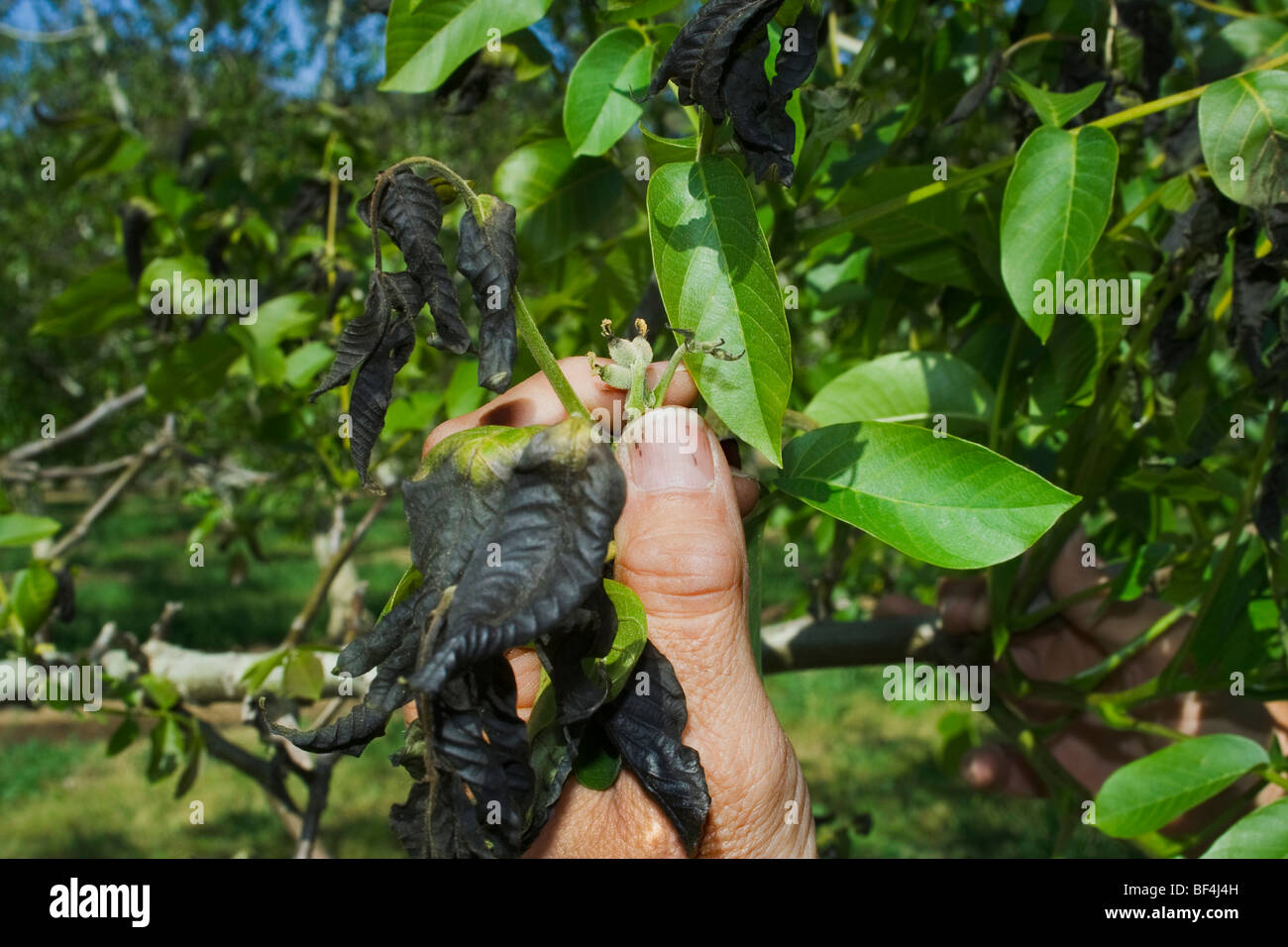 La main d'un producteur de noix de l'inspection des dommages à sa récolte de noix causé par un gel de printemps inhabituel / Californie, USA. Banque D'Images