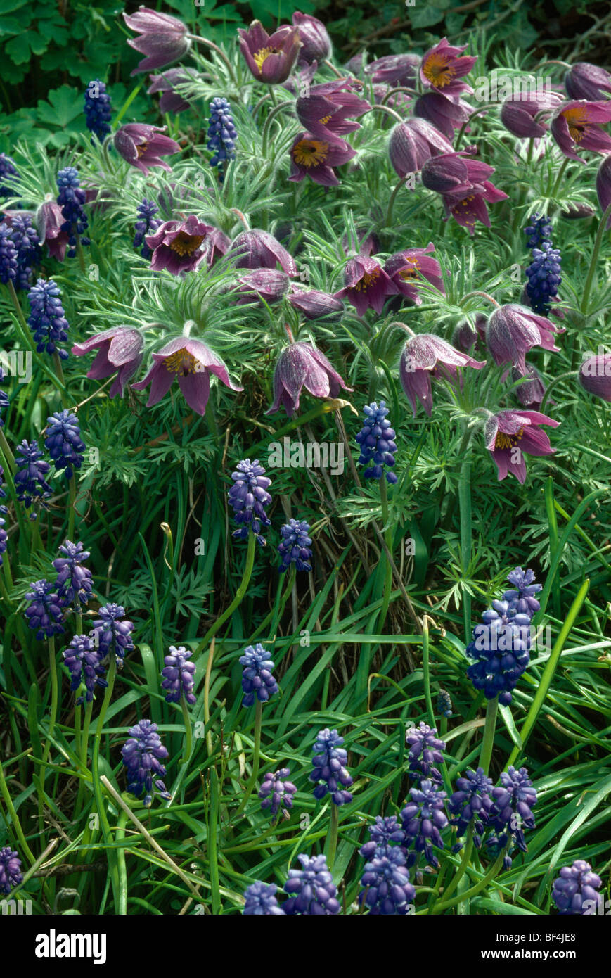 Close-up d'anémone pulsatille violet et bleu-raisin jacinthes Banque D'Images