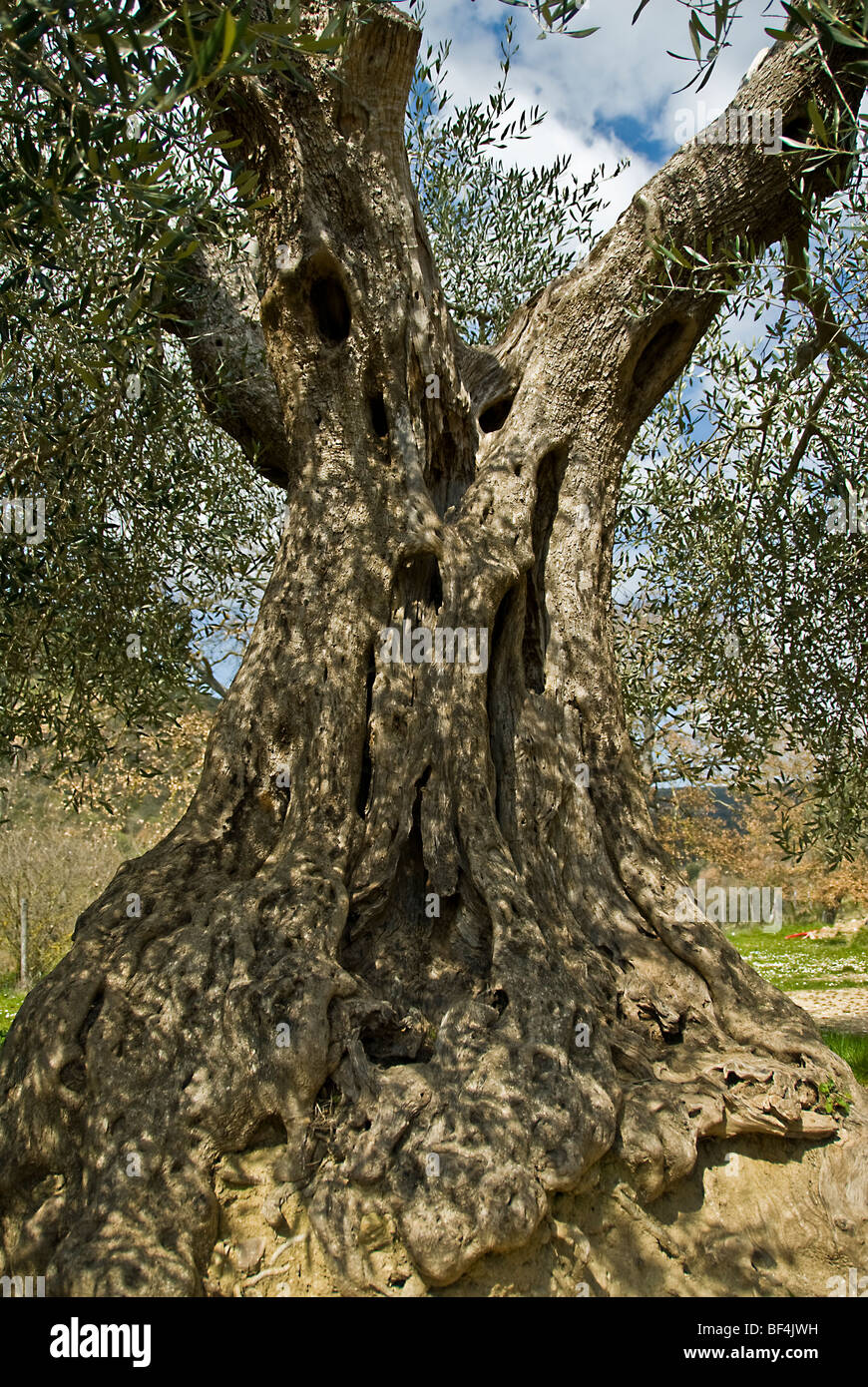 L'abbaye de Sant'Antimo - vieil olivier - Florence Italie Europe Banque D'Images