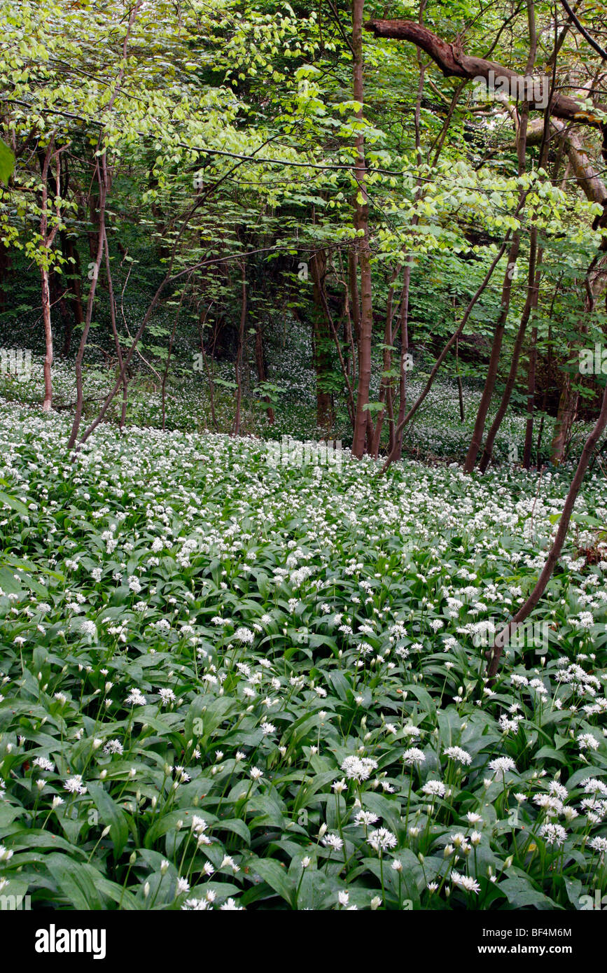 L'ail des ours ou Allium ursinum Ramsons, forme un couvre-sol complet au début du printemps sur le plancher de bois Banque D'Images