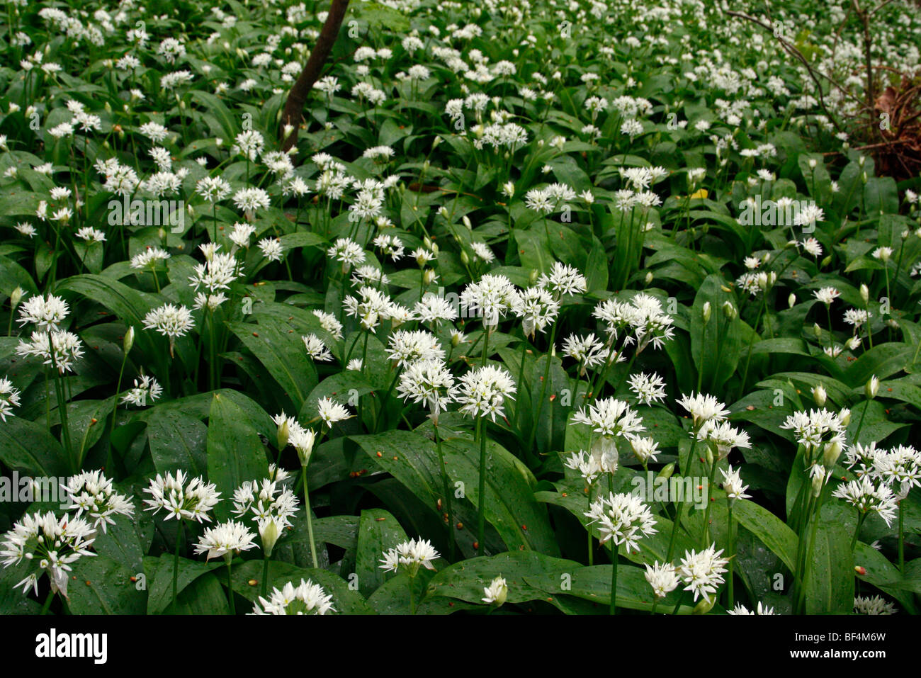 L'ail des ours ou Allium ursinum Ramsons, forme un couvre-sol complet au début du printemps sur le plancher de bois Banque D'Images