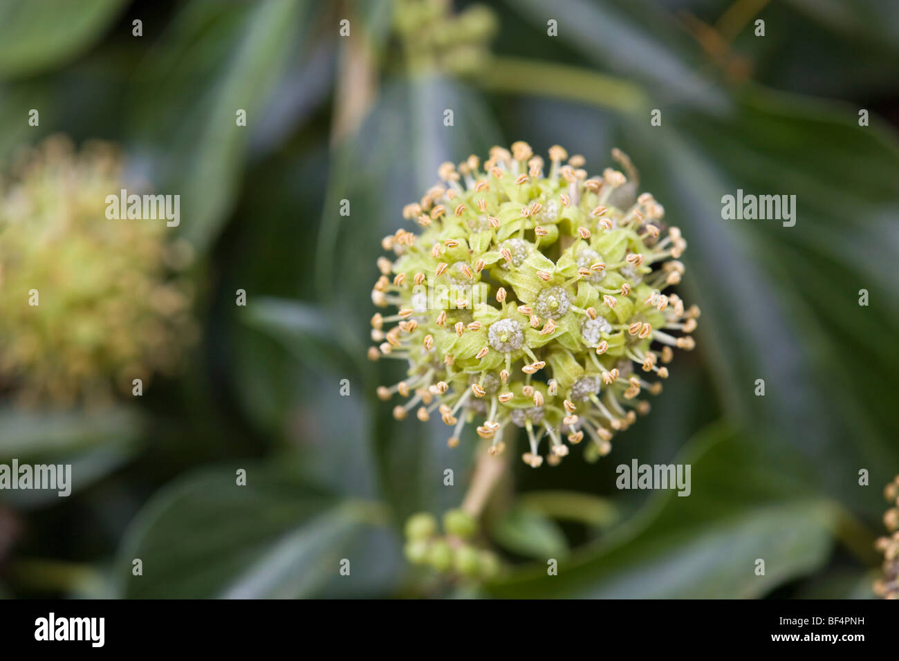 Fleurs de lierre (Hedera helix) ; Banque D'Images