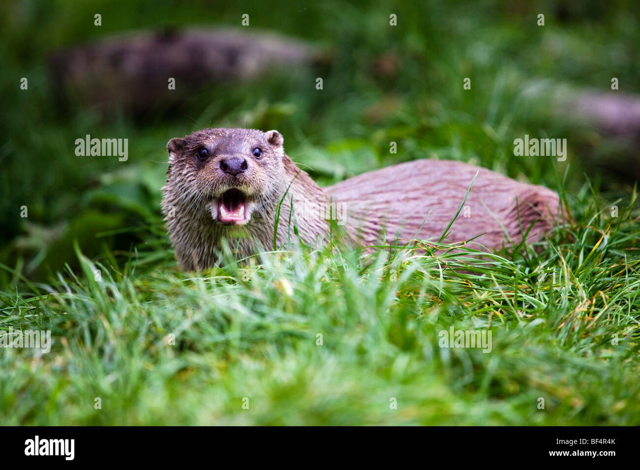 ; Loutre Lutra lutra, Cornwall Banque D'Images