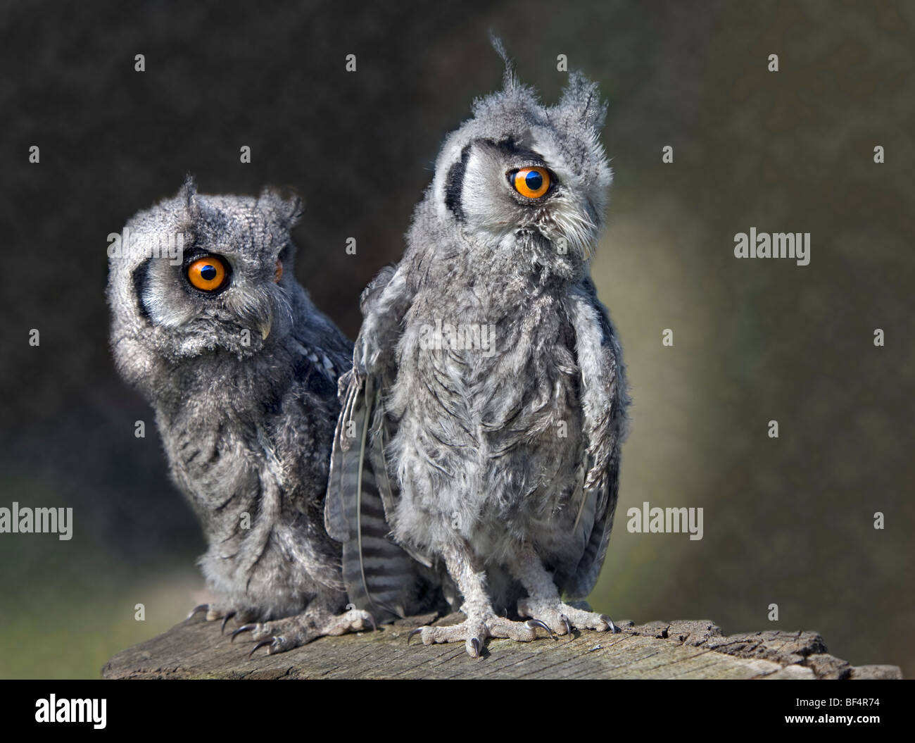 Face blanc Owl Scops (ptilopsis leucotis) à l'Envol Banque D'Images