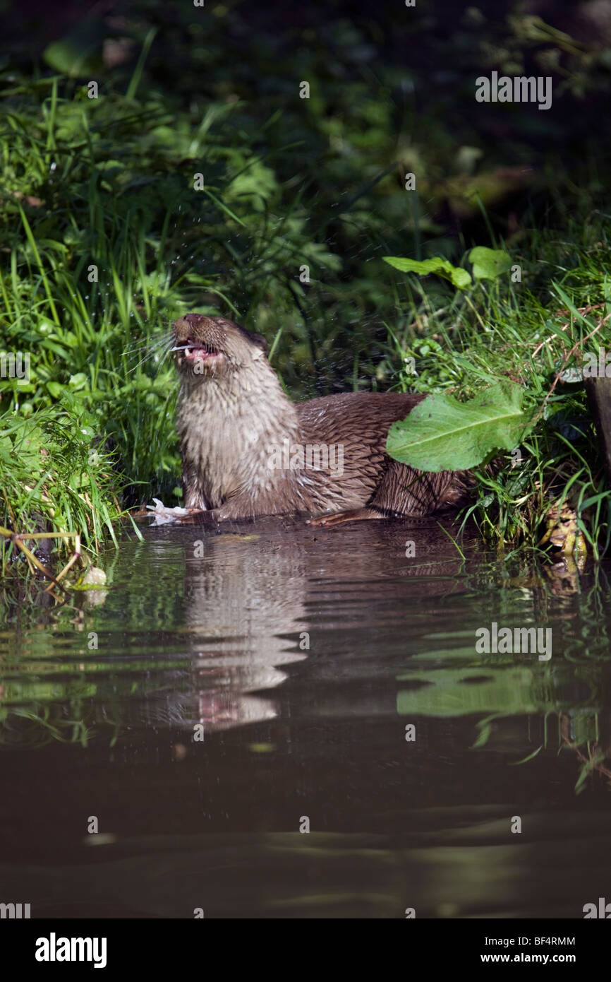 ; Loutre Lutra lutra ; manger ; Cornwall Banque D'Images