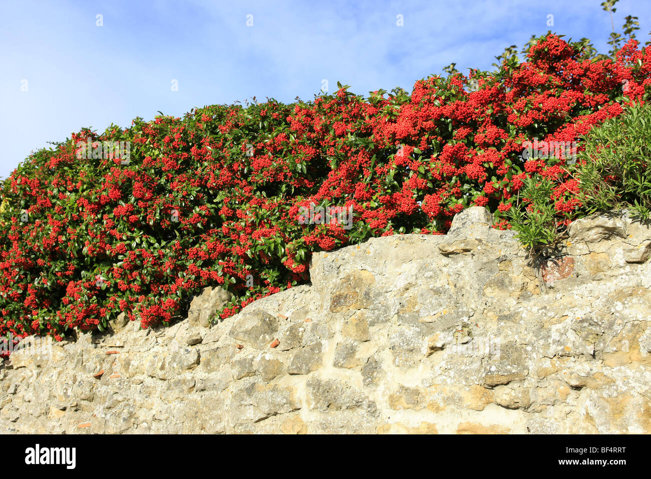 Les baies rouges de l'automne sur un grand Cotoneaster Cornubia Banque D'Images