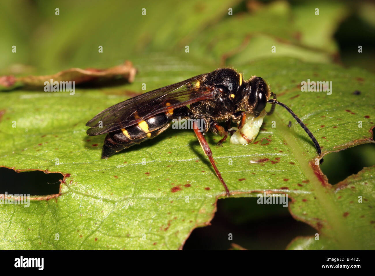 Argogorytes mystaceus : Wasp (Sphecidae) avec un froghopper nymphe qu'il a retirés de son crachat de coucou (mousse), Royaume-Uni. Banque D'Images