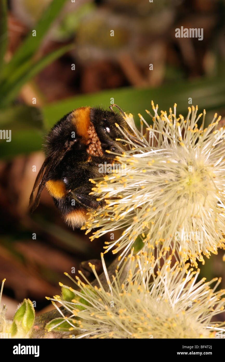 Buff-tailed bourdon (Bombus terrestris) hiverné reine exerçant son phoretic d'acariens et d'alimentation sur les chatons de saules en avril. Banque D'Images