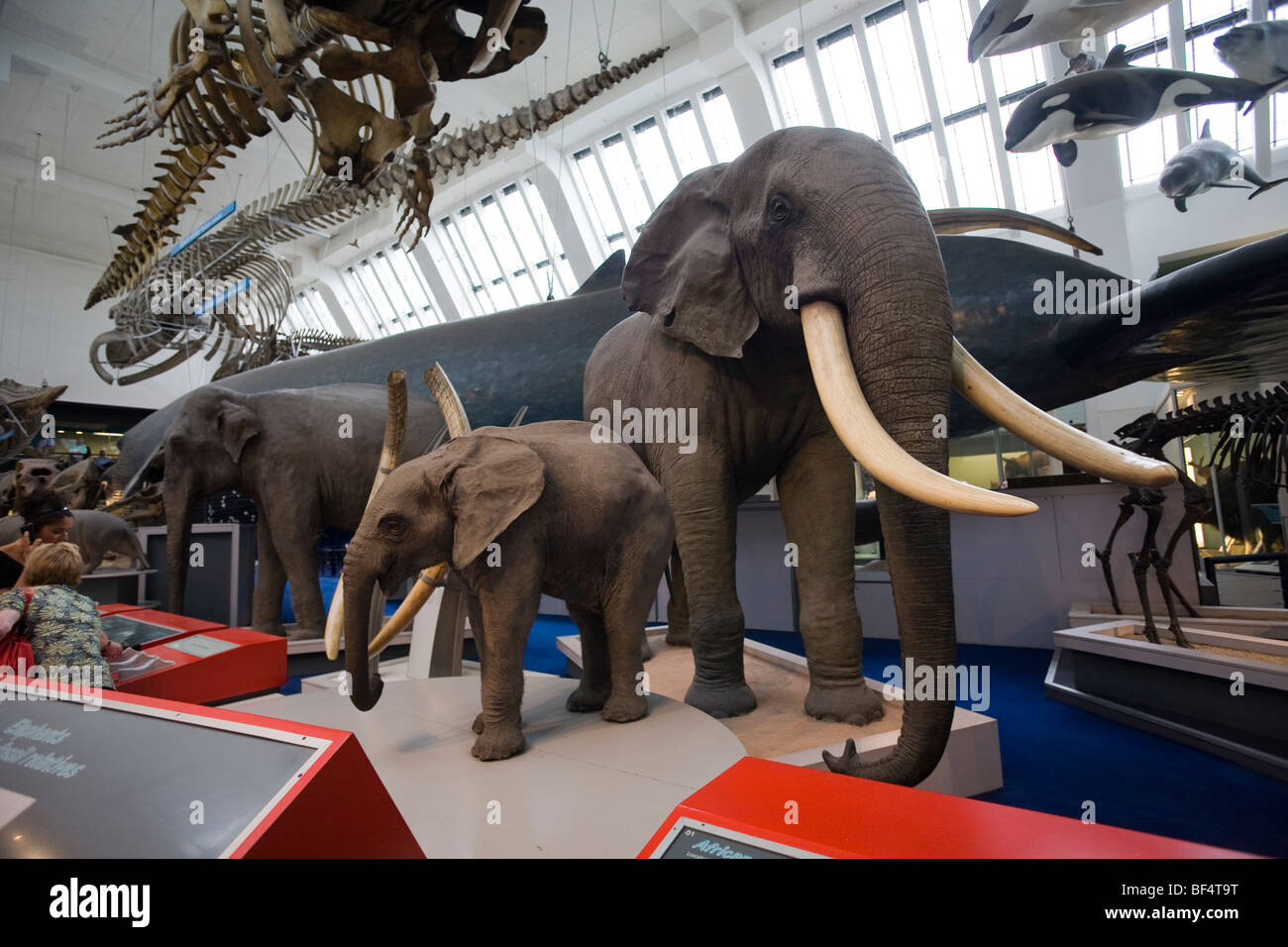 Expositions au Musée d'Histoire Naturelle de South Kensington, London England UK Banque D'Images
