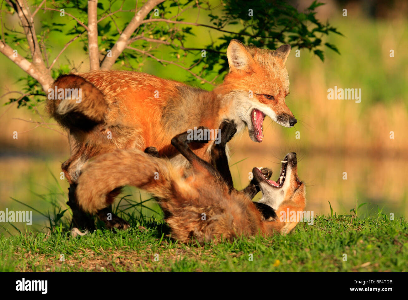 Combat De Renard Banque d'image et photos - Alamy