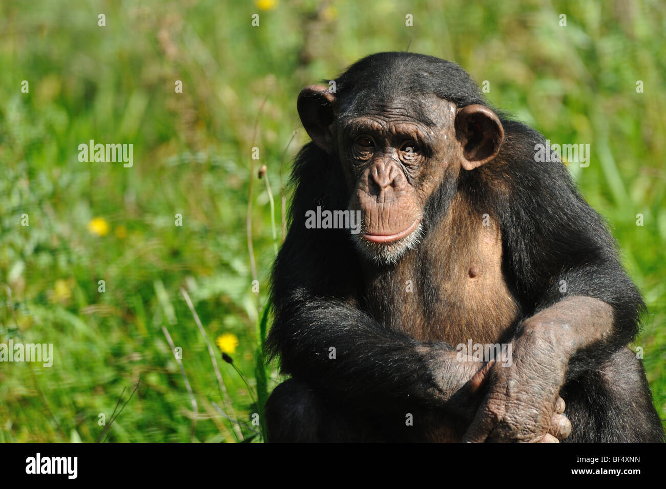 Close-up of a cute chimpanzé (Pan troglodytes) Banque D'Images