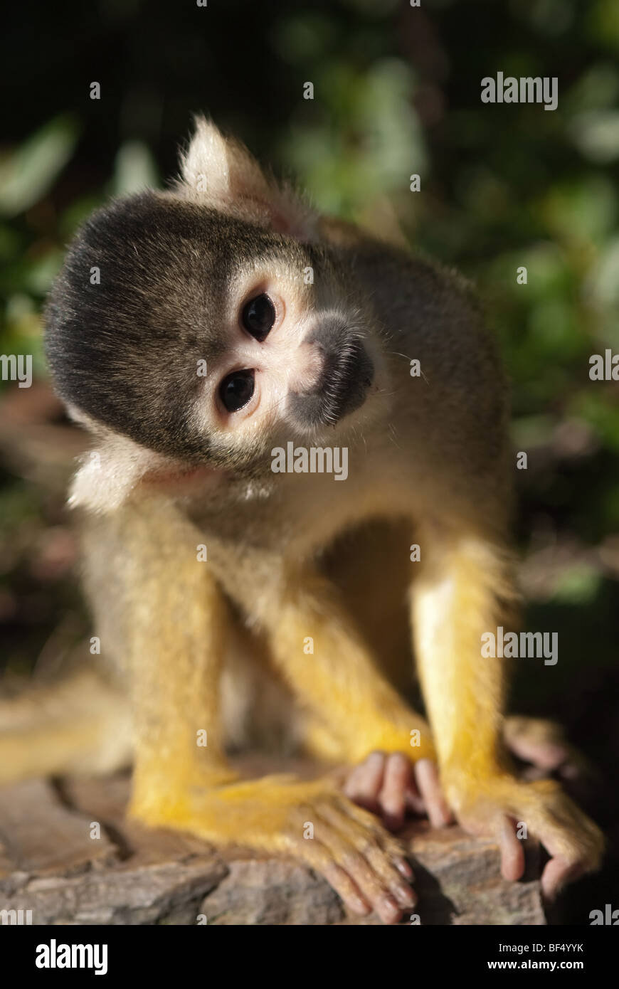 Cute singe écureuil (Saimiri) sous-famille : saimiriinae Banque D'Images