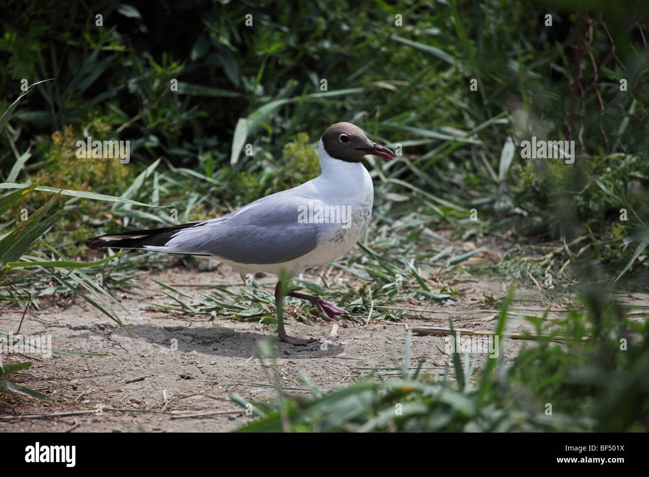 Larus ridibundus Black-Headed Banque D'Images