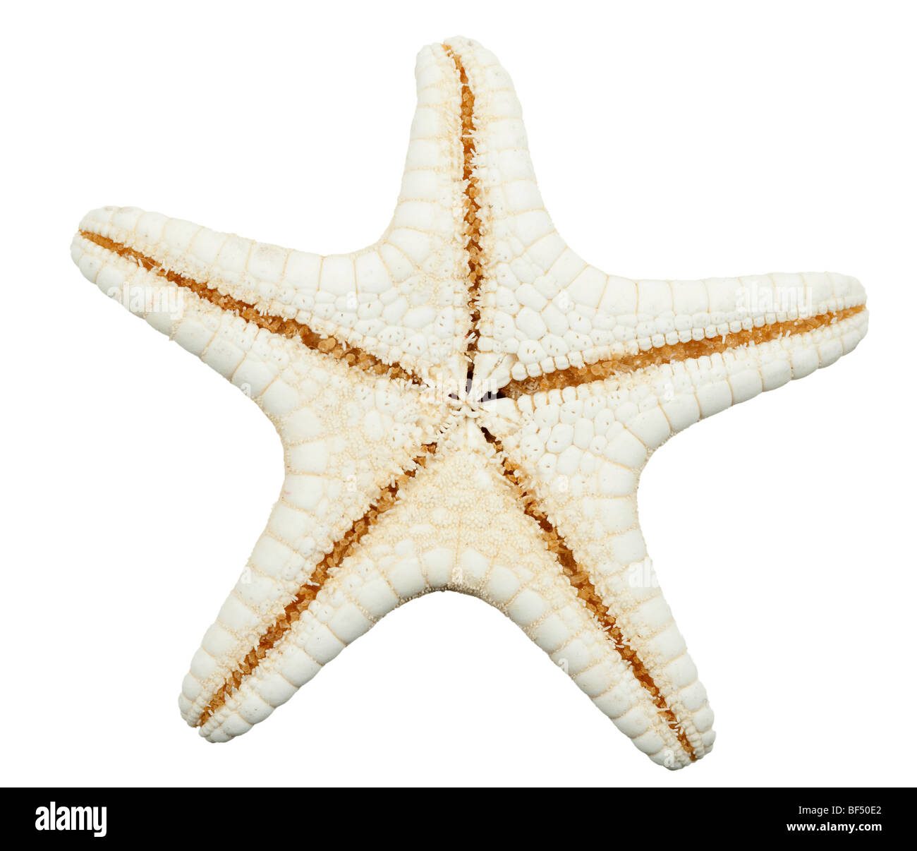 Sur l'étoile de mer isolé sur fond blanc Banque D'Images