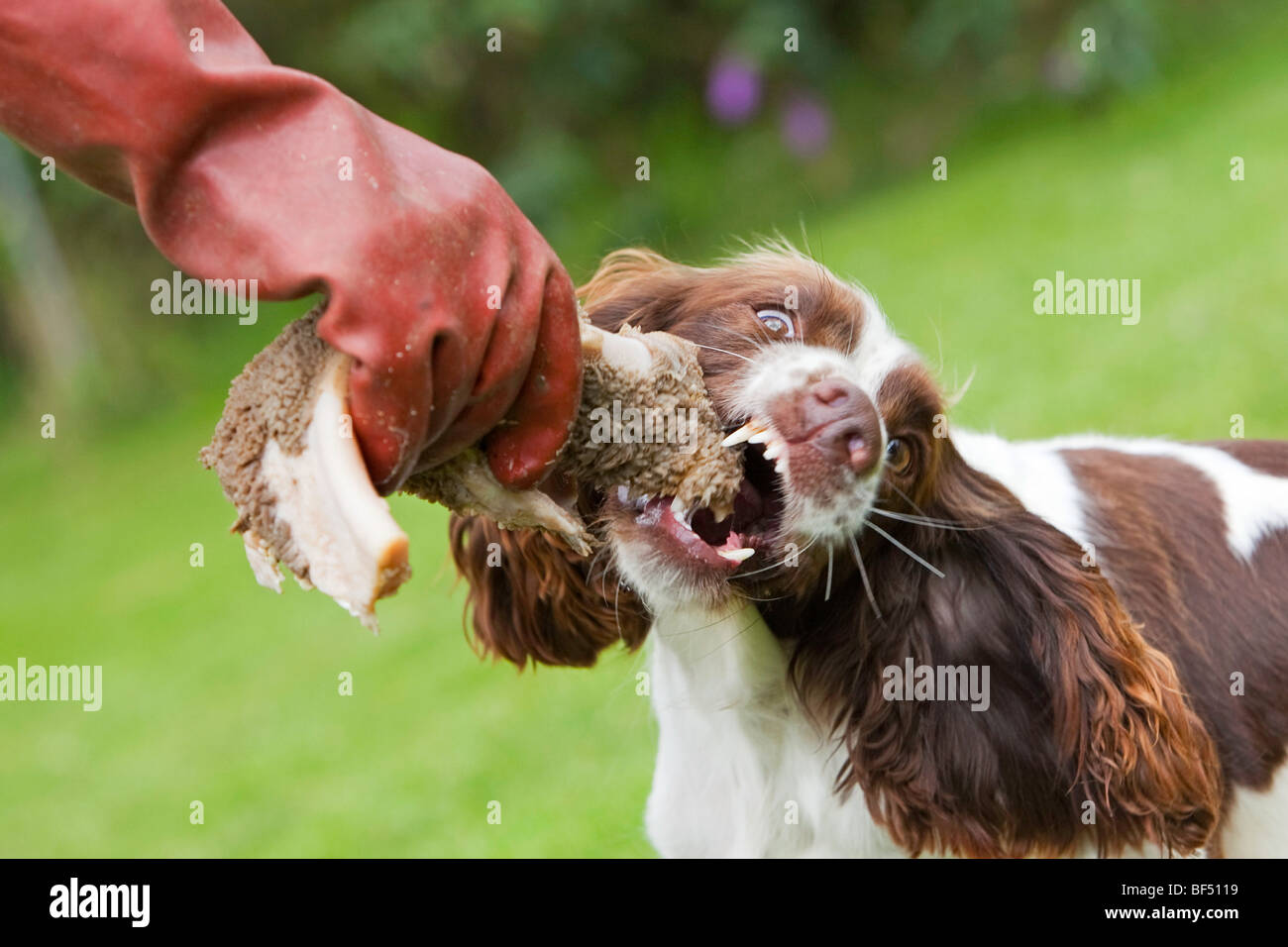 Un chien Épagneul Springer Anglais de manger les tripes à l'extérieur Banque D'Images