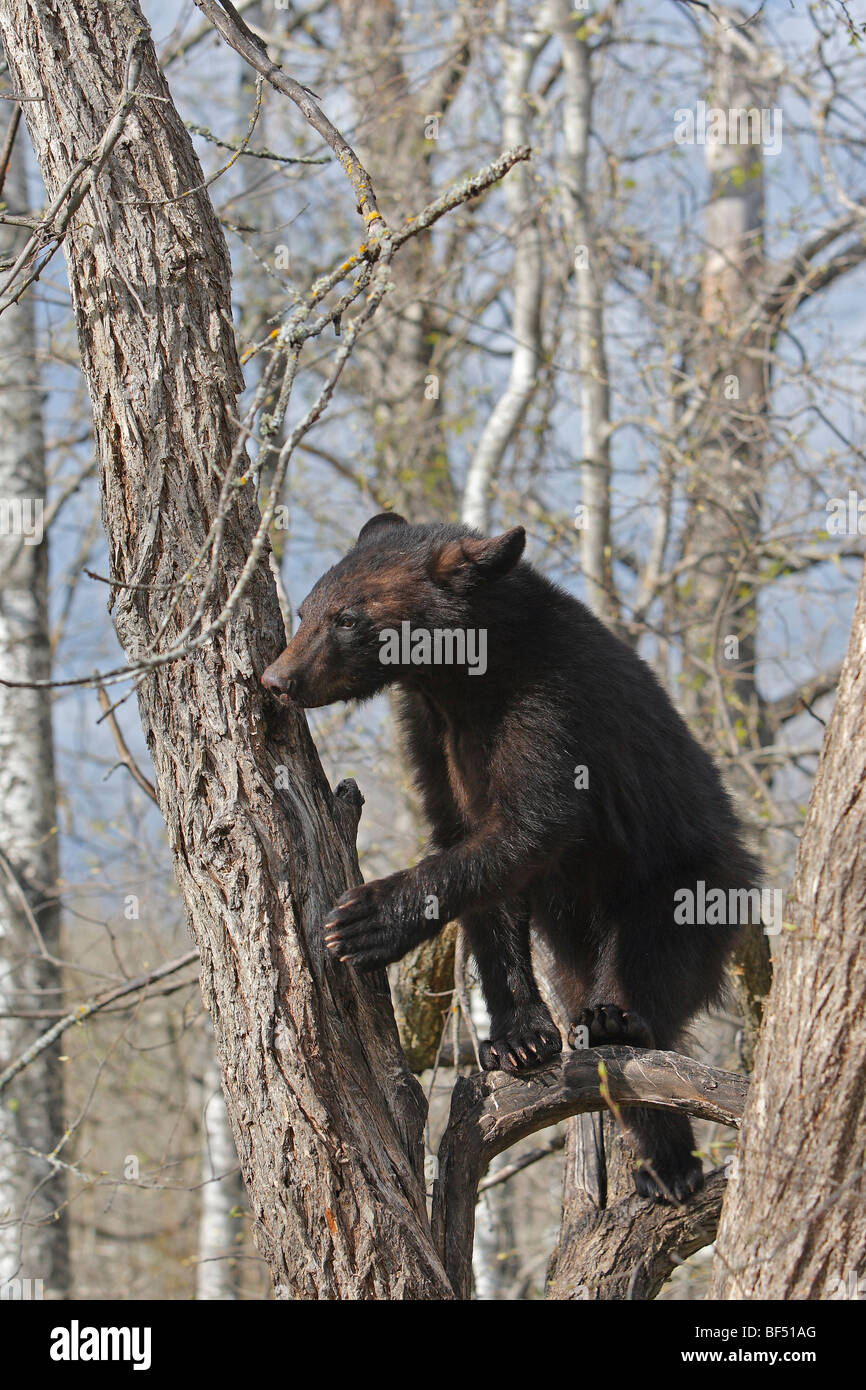 Ours noir (Ursus americanus). (De 1 an 1 an et demi) assis en sécurité dans un arbre. Banque D'Images