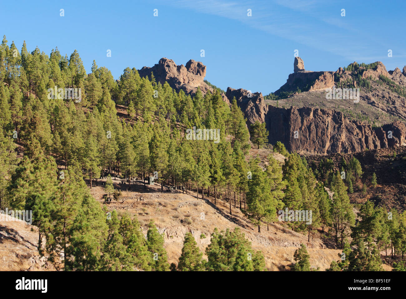 Forêt de pins, dans le centre de Gran Canaria avec Roque Nublo (cloud rock 1813m) dans la distance. Banque D'Images