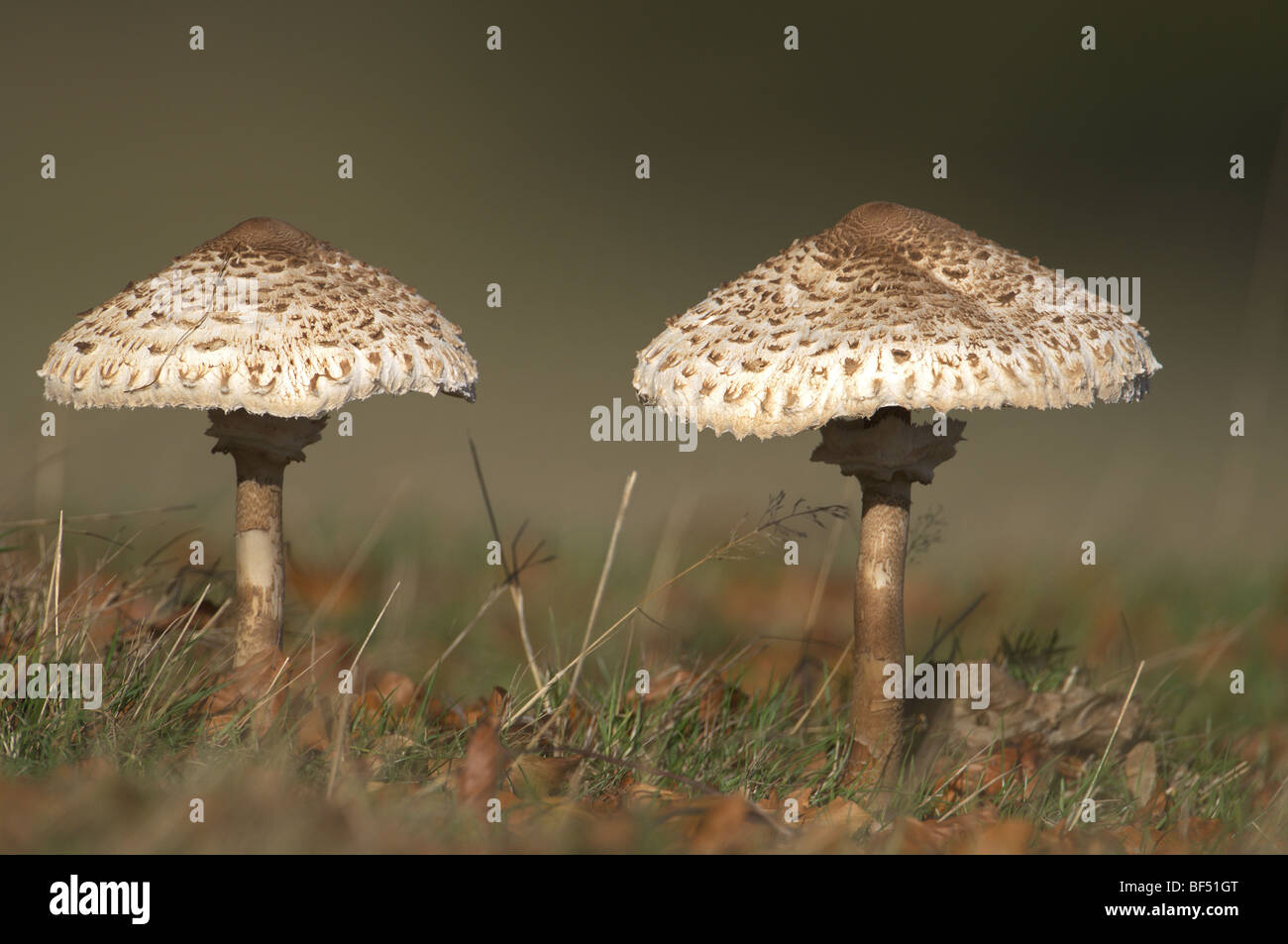 Champignon Comestible Royaume Uni Banque De Photographies Et D images champignon-comestible-royaume-uni-banque-de-photographies-et-d-images